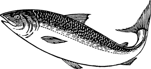 Fototapeta premium Vintage picture trout fish