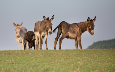 Dunkeys on meadow