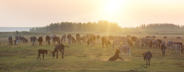 Large group of donkeys on meadow
