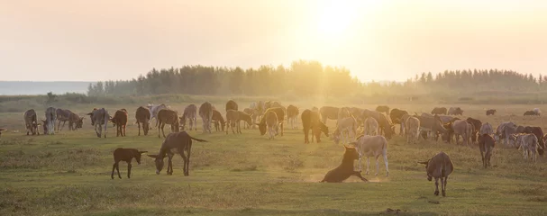 Foto auf Acrylglas Esel Große Eselgruppe auf der Wiese