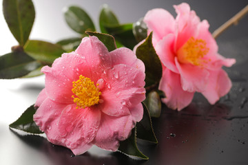 Fototapeta premium 椿の花