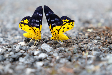 Obraz premium Couple butterfly