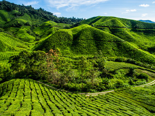 Tea Plantation on the mountain at Cameron Highlands, Malaysia