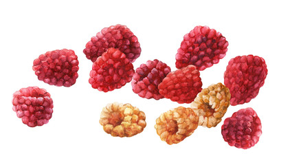 Raspberries. Hand drawn watercolor painting on white background.