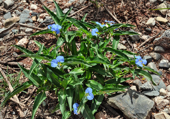 Commelina flower