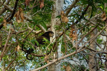 Bear Cuscus (Ailurops ursinus) in tree