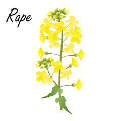 Rape (Brassica napus, rapeseed, colza, oil seed, canola). Colored hand drawn vector illustration of rape flowers on white background.