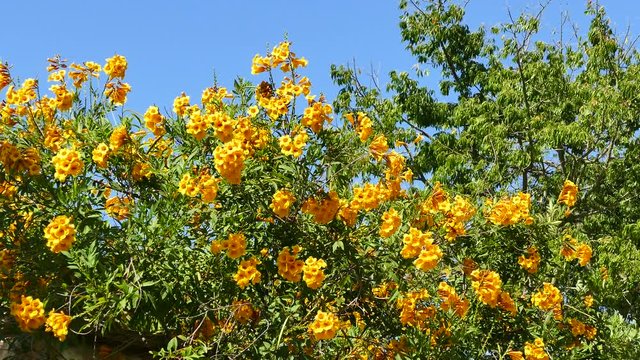 Beautiful yellow trumpetbush with blue sky at afternoon saw at Los Angeles