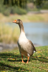 Goose by the River Side