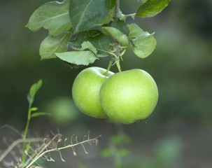 Unripe apples on a branch