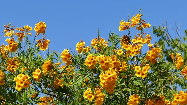 Beautiful yellow trumpetbush with blue sky at afternoon saw at Los Angeles