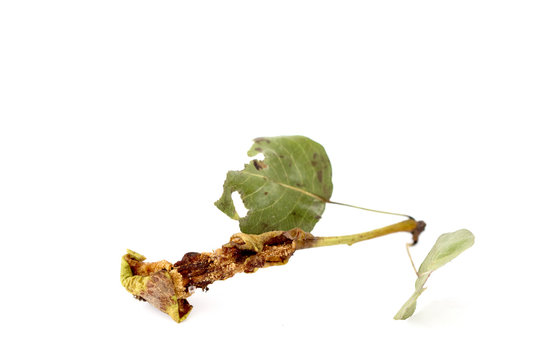 rotten pear on white 