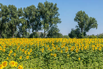 Fototapeta premium Beautiful sunflower field under trees grow for oil and fuel