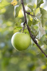 Unripe apples on a branch