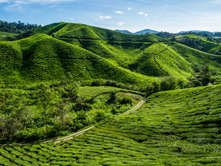 Tea Plantation on the mountain at Cameron Highlands, Malaysia - obrazy, fototapety, plakaty