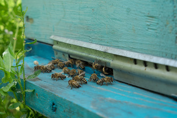 Bees entering the hive. White beehive