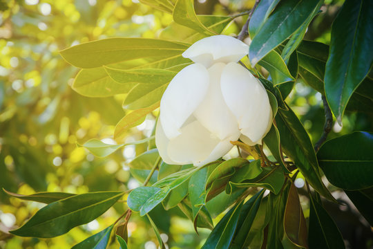 Fototapeta White Magnolia flower on tree with green leaves on soft background of foliage in sunny day
