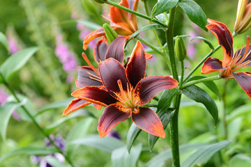 Blumen 604 © K.-U. Häßler