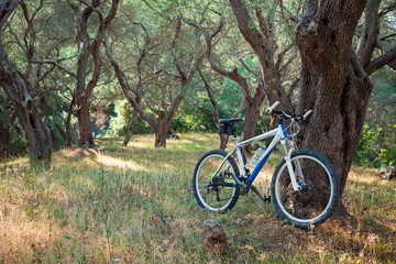 Fototapeta na wymiar Mountain bike near olive tree