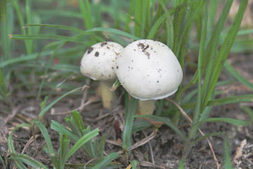 mushroom