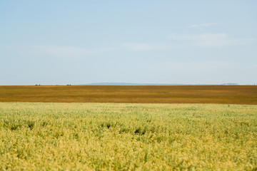 wild field, August 2016