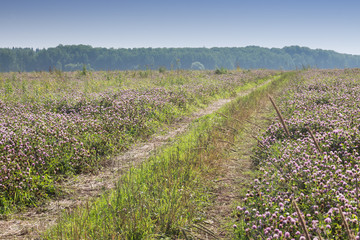 Fototapeta na wymiar The clover field on a Sunny day