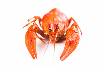 Red crayfish isolated on a white