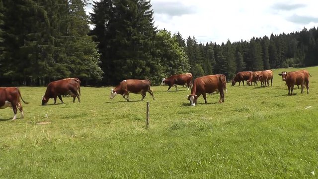 Rinder auf der Weide