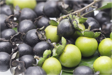 Thai herb for Dewormed.,Diospyros mollis Griff. fruit.
