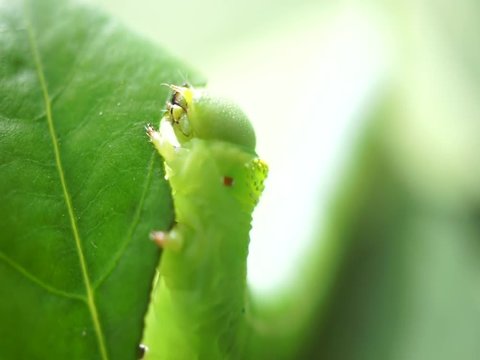 green caterpillar worm eat leaf