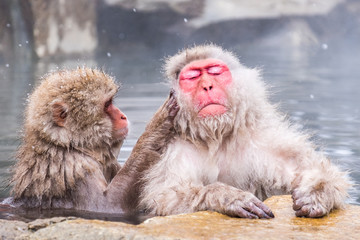 Two snow monkeys in relaxation mood