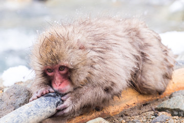 Cute baby snow monkey