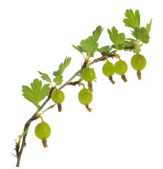 Twig with unripe gooseberries, Ribes uva-crispa 