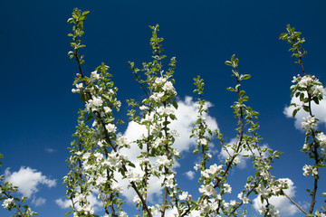 Apple blossom on sky background garden on spring