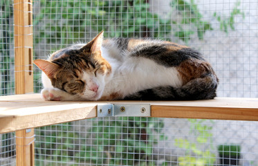 Fototapeta premium Colorful cat sleeping in the cage 