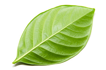 Fototapeta na wymiar Cape Jasmine leaf