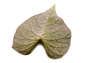 sweet potato leaf