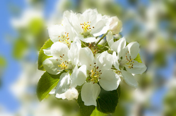 Apple blossom on sky background garden on spring