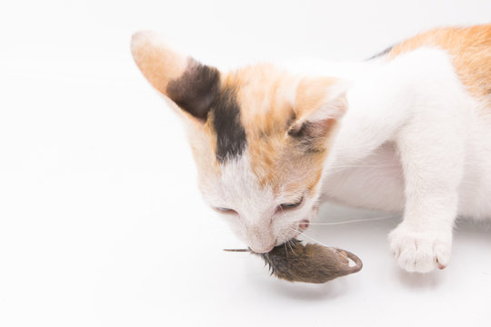 kitten,cat cath mouse on white background