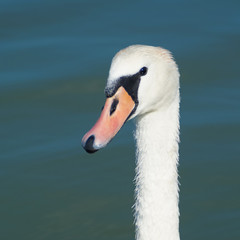 Close-up of a swan on lake Balaton