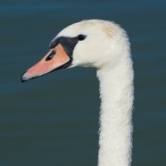 Close-up of a swan on lake Balaton