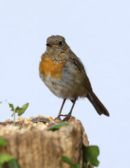 Close up of a Young teenage robin starting to develop his red chest feathers