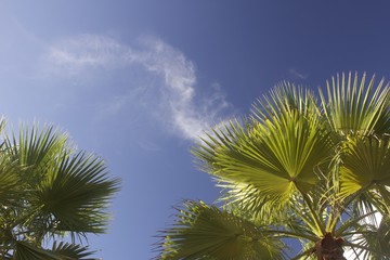 Palm Tree Tops