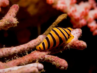 Yellow And Black Striped Tiger Cowrie