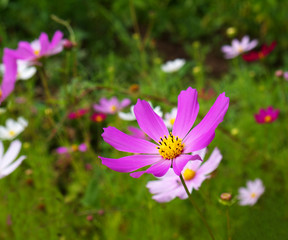 purple cosmos flower closeup, shallow depth of field