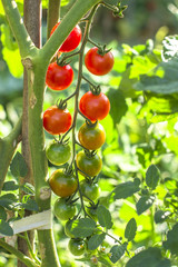 cherry tomatoes in the garden. Natural product