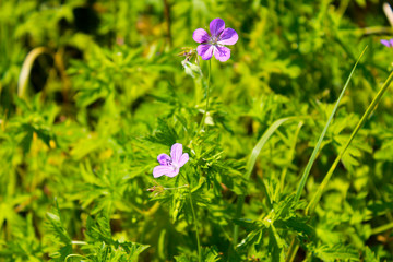 Purple cranesbill flower (Geranium sanguineum)