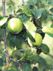 Green apples on a branch ready to be harvested, outdoors, selective focus