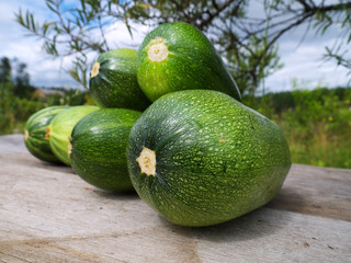 ripe zucchini gathered in kitchen garden