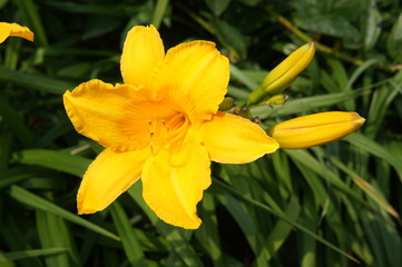 Yellow lily flower in garden